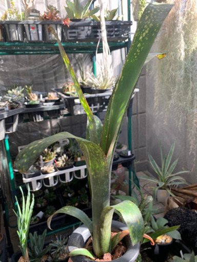 ビルベルギアタンクブロメリア植物 Taka 武蔵浦和のその他の中古あげます 譲ります ジモティーで不用品の処分