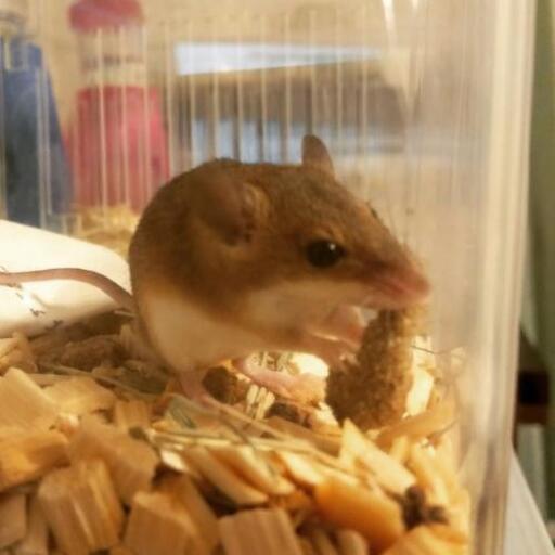 アフリカチビネズミ 浅草橋のその他の里親募集 ジモティー