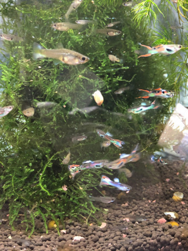 外国産グッピー Yuji 魚津の家具の中古あげます 譲ります ジモティーで不用品の処分