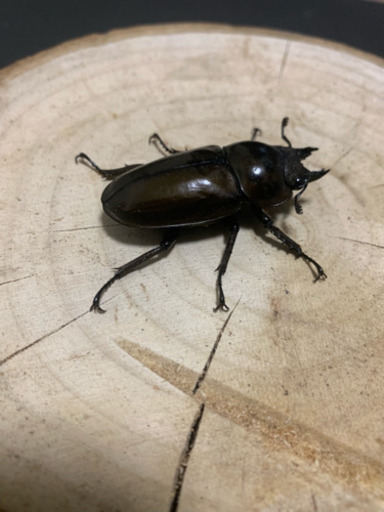 (新成虫)ババオウゴンオニクワガタ♀単