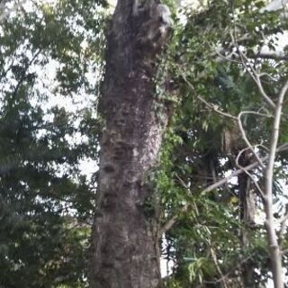 ケヤキ 高さ10m以上 立木