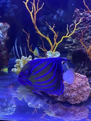海水魚
