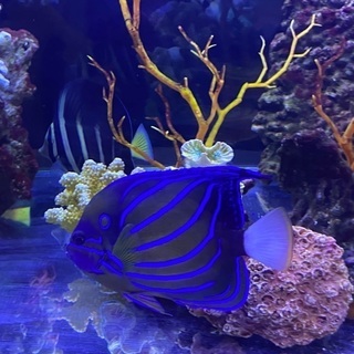 海水魚