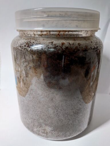 ヘラクレスエクアトリアヌス幼虫4頭セット（期間限定値引き中）