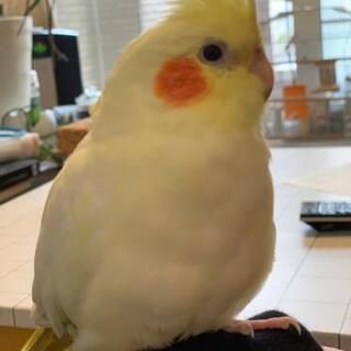 【迷子】オカメインコ探してます！