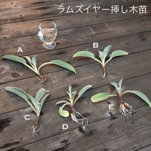 ラムズイヤー挿し木苗 Lulu プロフ必読 二宮のその他の中古あげます 譲ります ジモティーで不用品の処分 ラムズイヤー挿し木苗 Lulu プロフ必読 二宮のその他の中古あげます 譲ります ジモティーで不用品の処分