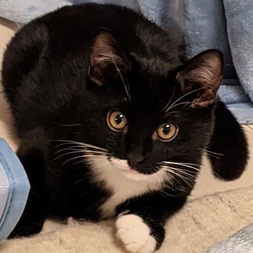 くつ下はいたクロ猫君と 黒三毛ちゃん 魔法使いサリー 市川の猫の里親募集 ジモティー