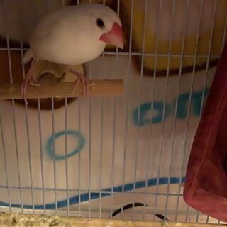 白文鳥を探しています