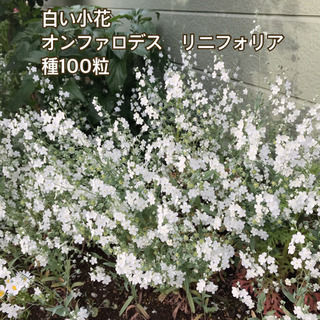 白い小花　オンファロデスの種100粒