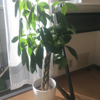 観葉植物　パキラ