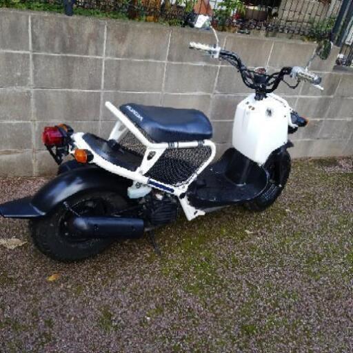 ズーマー！白ってめずらしい