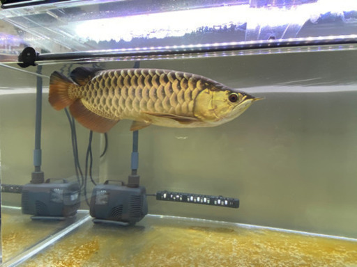 熱帯魚