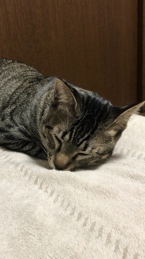 マイペースでのんびり おっとりな性格のオス猫ちゃん チーエナしまぺこ 熊本の猫の里親募集 ジモティー