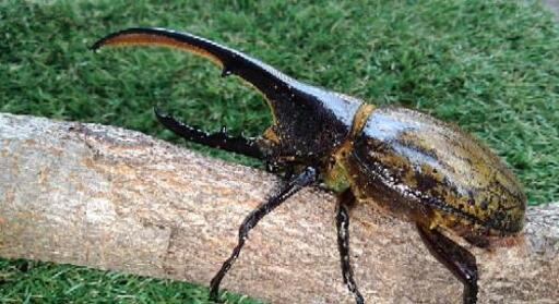 ヘラクレスカブトムシ成虫
