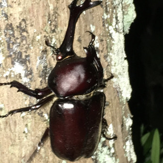 カブトムシ　幼虫