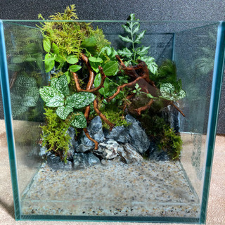 レイアウト水槽完成品　メダカ飼育にオススメ