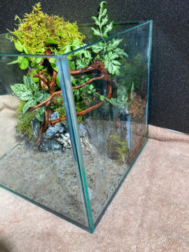 レイアウト水槽完成品メダカ飼育にオススメ 杜のメダカ 南仙台のその他の中古あげます 譲ります ジモティーで不用品の処分 レイアウト水槽完成品メダカ飼育にオススメ 杜のメダカ 南仙台のその他の中古あげます 譲ります ジモティーで不用品の処分