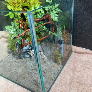 レイアウト水槽完成品　メダカ飼育にオススメ