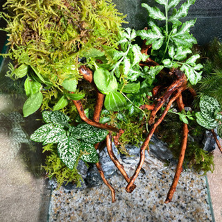 レイアウト水槽完成品　メダカ飼育にオススメ