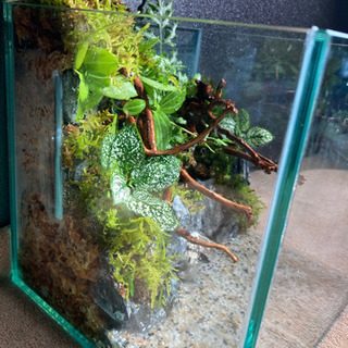 レイアウト水槽完成品メダカ飼育にオススメ 杜のメダカ 南仙台のその他の中古あげます 譲ります ジモティーで不用品の処分 レイアウト水槽完成品メダカ飼育にオススメ 杜のメダカ 南仙台のその他の中古あげます 譲ります ジモティーで不用品の処分
