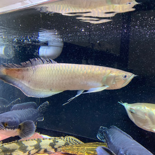 ブラックアロワナ 約52cm 7月末まで