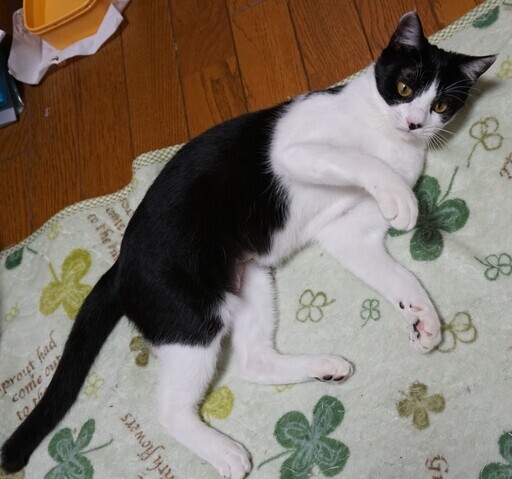 優しいトムキャットの女の子 まいちゃん 生後5カ月くらい Misia 東戸塚の猫の里親募集 ジモティー