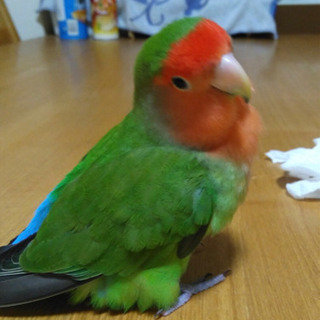 コザクラインコの里親募集