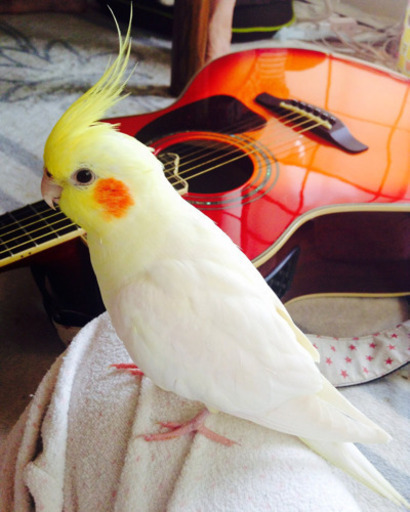 オカメインコを探しています Sora ひばりヶ丘の手伝って 助けての助け合い ジモティー