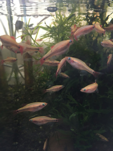 ロングフィンゴールデンアカヒレ To O4 尾張一宮のその他の中古あげます 譲ります ジモティーで不用品の処分 ロングフィンゴールデンアカヒレ To O4 尾張一宮のその他の中古あげます 譲ります ジモティーで不用品の処分