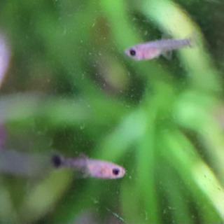 グッピー稚魚10匹欲しければミナミヌマエビ数匹 Hideaki 三郷中央のその他の中古あげます 譲ります ジモティーで不用品の処分 グッピー稚魚10匹欲しければミナミヌマエビ数匹 Hideaki 三郷中央のその他の中古あげます 譲ります ジモティーで不用品の処分