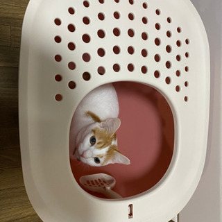 猫　トイレ　上から入るタイプ