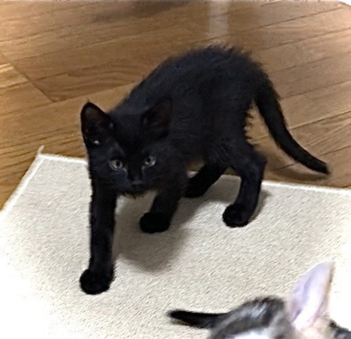 黒猫メス里親様決まりました (ちー) 富山の猫の里親募集｜ジモティー