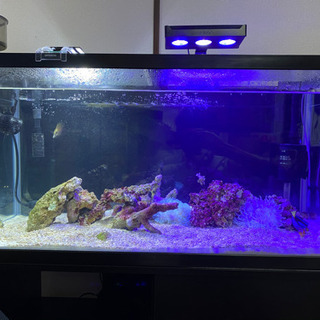 Red sea ORCA reef nano オプティマス レッドシー