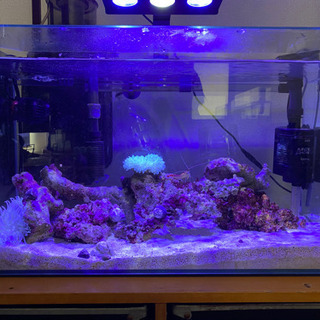 Red sea ORCA reef nano オプティマス レッドシー