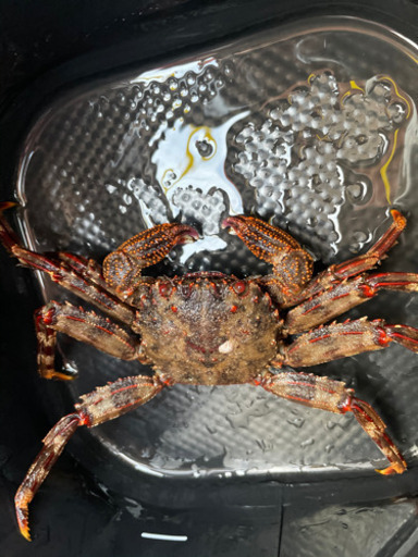 磯カニ15センチ観賞魚にどうぞ ほしの 和歌山のその他の中古あげます 譲ります ジモティーで不用品の処分 磯カニ15センチ観賞魚にどうぞ ほしの 和歌山のその他の中古あげます 譲ります ジモティーで不用品の処分