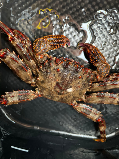 磯カニ15センチ観賞魚にどうぞ ほしの 和歌山のその他の中古あげます 譲ります ジモティーで不用品の処分 磯カニ15センチ観賞魚にどうぞ ほしの 和歌山のその他の中古あげます 譲ります ジモティーで不用品の処分
