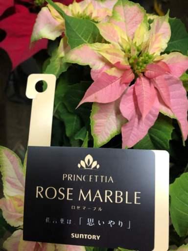 プリンセチア ロゼマーブル八重咲き エンジェルちゃん 河内松原のその他の中古あげます 譲ります ジモティーで不用品の処分