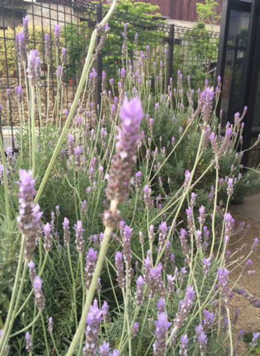 デンタータラベンダー3苗 オレンジ 川西能勢口のその他の中古あげます 譲ります ジモティーで不用品の処分