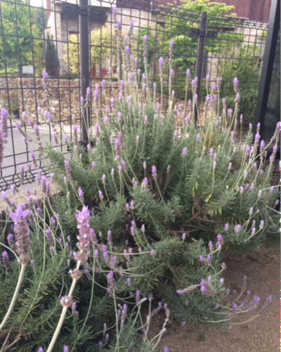 デンタータラベンダー3苗 オレンジ 川西能勢口のその他の中古あげます 譲ります ジモティーで不用品の処分