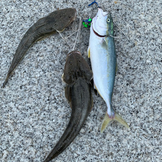 釣り仲間募集🎣 - 印西市