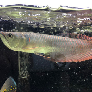 中古アロアナが無料 格安で買える ジモティー