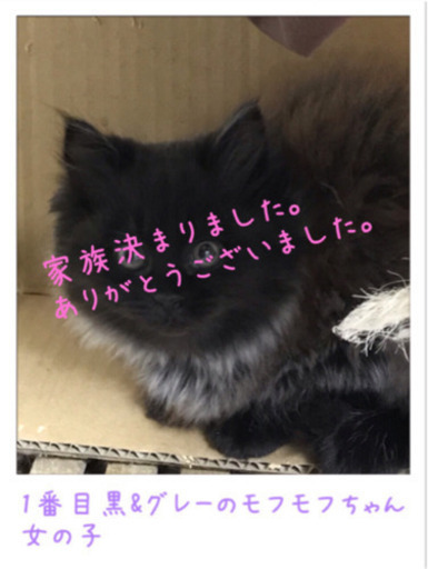 家族全て決まりました 桐山 直子 大垣の猫の里親募集 ジモティー