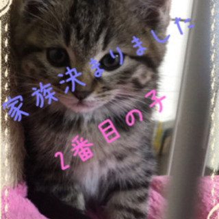 家族全て決まりました 桐山 直子 大垣の猫の里親募集 ジモティー