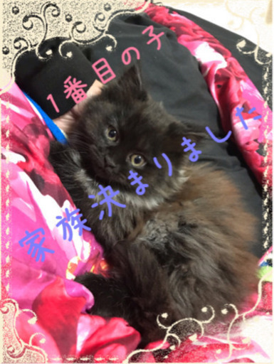 家族全て決まりました 桐山 直子 大垣の猫の里親募集 ジモティー