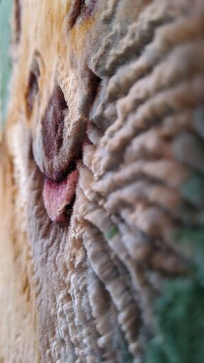 犬(チワワ）絵画絨毯 高級ペルシャ絨毯 ウール・シルク手織