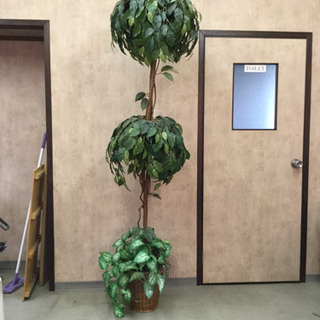 滋賀県の中古観葉植物が無料 格安で買える ジモティー 滋賀県の中古観葉植物が無料 格安で買える ジモティー