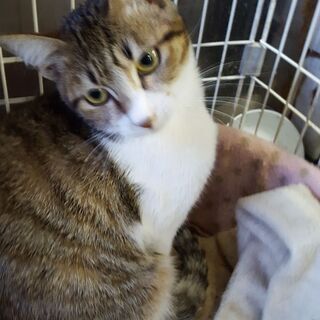 保護猫兄弟・いち君/まいちゃん・里親を募集しています