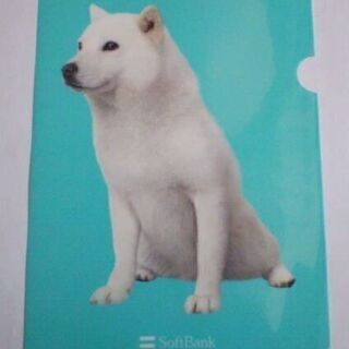 中古お父さん犬が無料 格安で買える 4ページ目 ジモティー