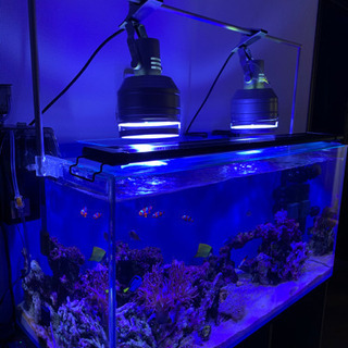中古海水魚水槽が無料 格安で買える ジモティー