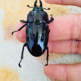 ニジイロクワガタ紫紺ブルー  ブルー血統 ニジイロクワガタ紫紺ブルー ブルー血統